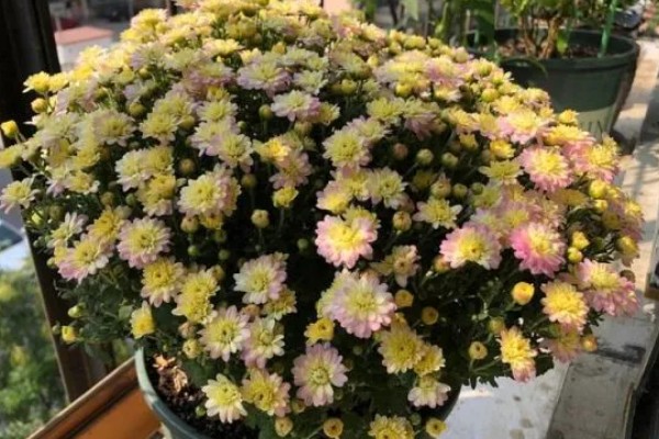 千头菊的养殖方法，及时浇水保持土壤微湿