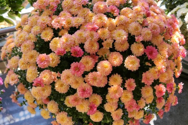 千头菊的养殖方法，及时浇水保持土壤微湿