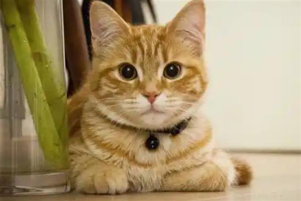 饲养猫咪一年四季要注意什么,春季为它绝育可以减少很多麻烦