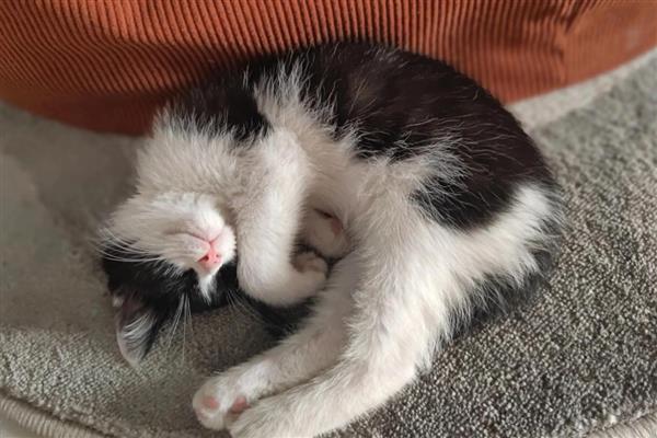 饲养猫咪一年四季要注意什么,春季为它绝育可以减少很多麻烦