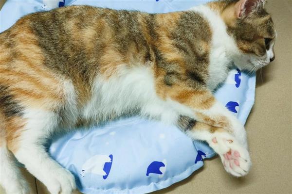 饲养猫咪一年四季要注意什么,春季为它绝育可以减少很多麻烦