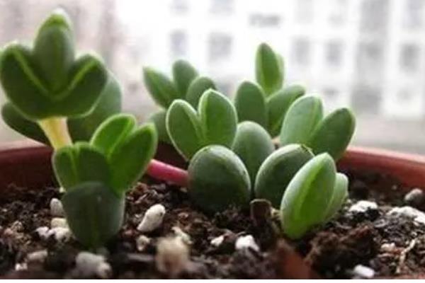 碧玉莲的繁殖方法,以播种、扦插、分株为主