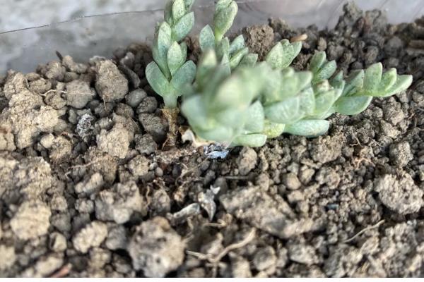 碧玉莲的繁殖方法,以播种、扦插、分株为主