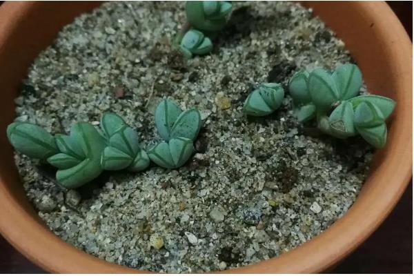 碧玉莲的繁殖方法,以播种、扦插、分株为主