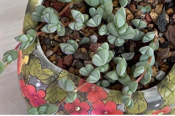 碧玉莲的繁殖方法,以播种、扦插、分株为主