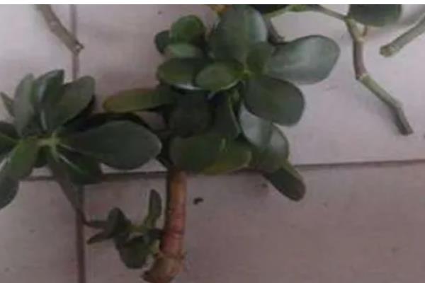 碧玉莲的繁殖方法,以播种、扦插、分株为主