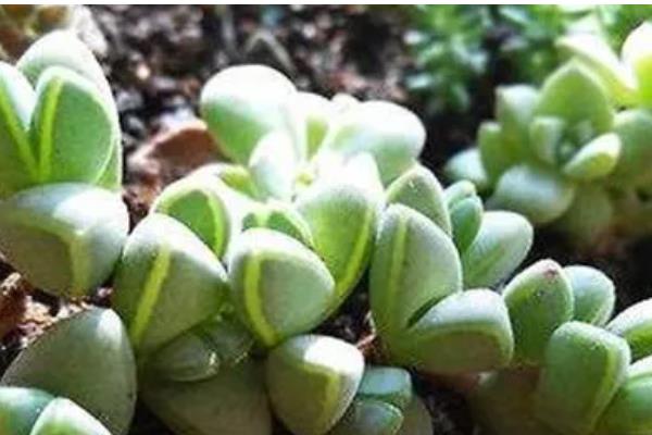 碧玉莲的繁殖方法,以播种、扦插、分株为主