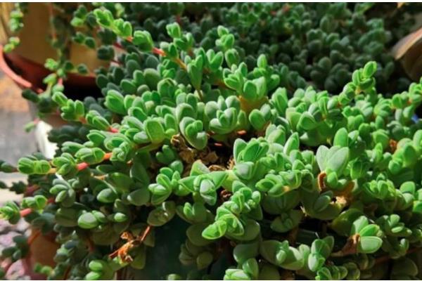 碧玉莲的繁殖方法,以播种、扦插、分株为主