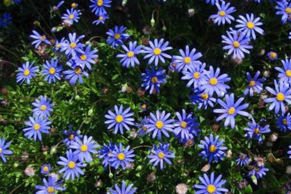 蓝色雏菊有什么花语,代表忧郁忧愁、可爱小巧等含义