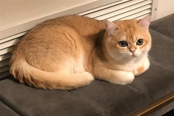 饲养猫咪一年四季要注意什么,春季为它绝育可以减少很多麻烦