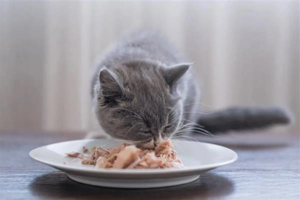 饲养猫咪一年四季要注意什么,春季为它绝育可以减少很多麻烦