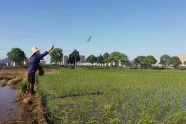 秧盘怎样育水稻秧苗，播种之前将种子晾晒1-2天