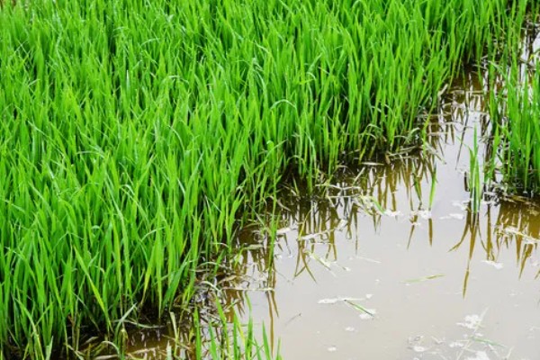 秧盘怎样育水稻秧苗，播种之前将种子晾晒1-2天