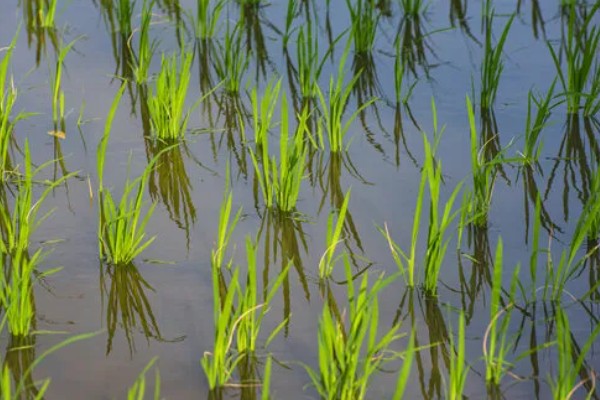 秧盘怎样育水稻秧苗，播种之前将种子晾晒1-2天