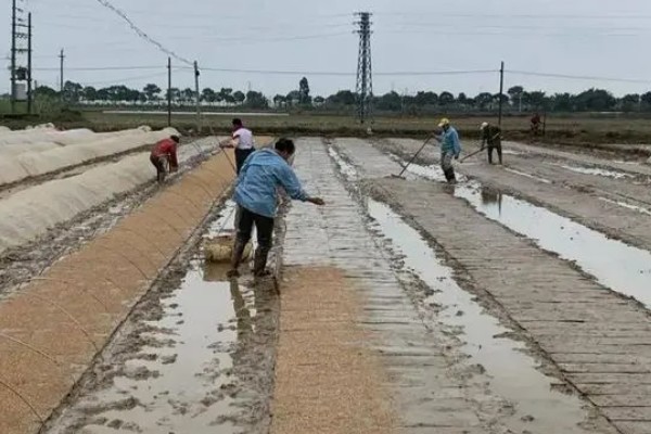 秧盘怎样育水稻秧苗，播种之前将种子晾晒1-2天