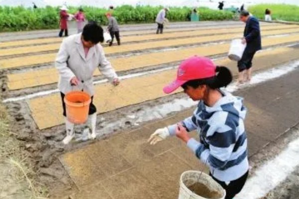 秧盘怎样育水稻秧苗，播种之前将种子晾晒1-2天