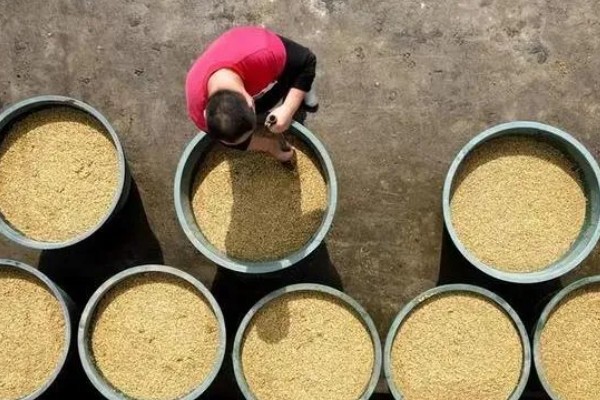 秧盘怎样育水稻秧苗，播种之前将种子晾晒1-2天