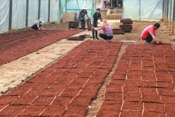 秧盘怎样育水稻秧苗，播种之前将种子晾晒1-2天