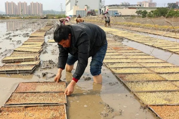 秧盘怎样育水稻秧苗，播种之前将种子晾晒1-2天