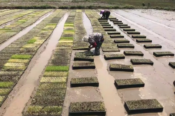 秧盘怎样育水稻秧苗，播种之前将种子晾晒1-2天