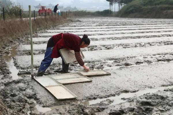 秧盘怎样育水稻秧苗，播种之前将种子晾晒1-2天