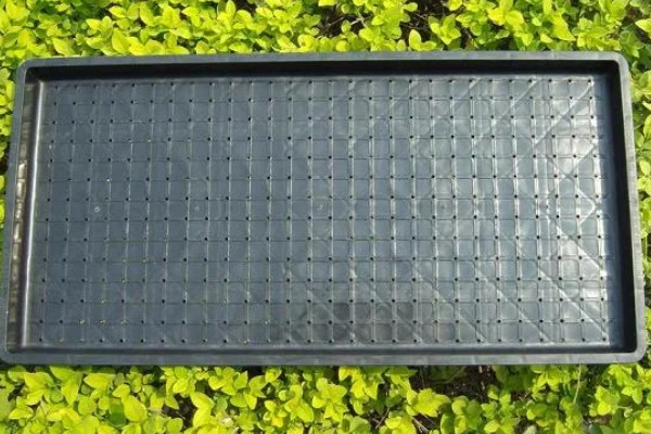 秧盘怎样育水稻秧苗，播种之前将种子晾晒1-2天