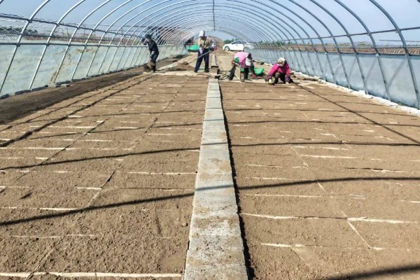 秧盘怎样育水稻秧苗，播种之前将种子晾晒1-2天