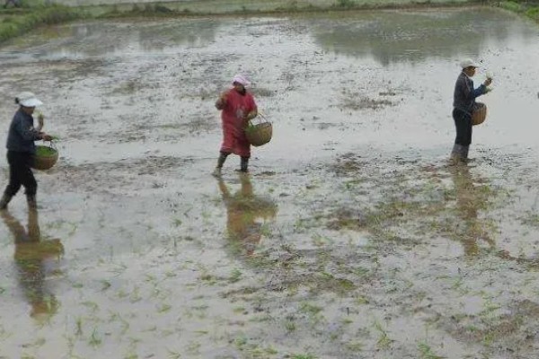 秧盘怎样育水稻秧苗，播种之前将种子晾晒1-2天