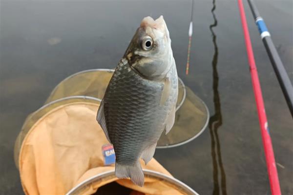 秋田狐3号钩钓白条效果怎样，适合钓2两左右的白条