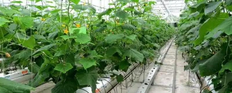 智慧农业的简介,将互联网技术运用在农业生产中