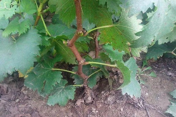 葡萄10年苗是不是淘汰苗，不是淘汰苗