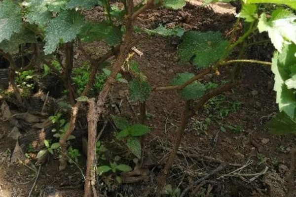 葡萄10年苗是不是淘汰苗，不是淘汰苗