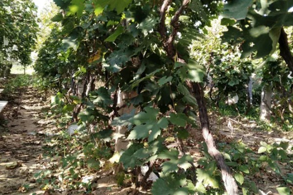 葡萄10年苗是不是淘汰苗，不是淘汰苗