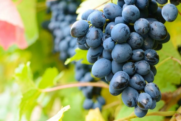 葡萄10年苗是不是淘汰苗，不是淘汰苗