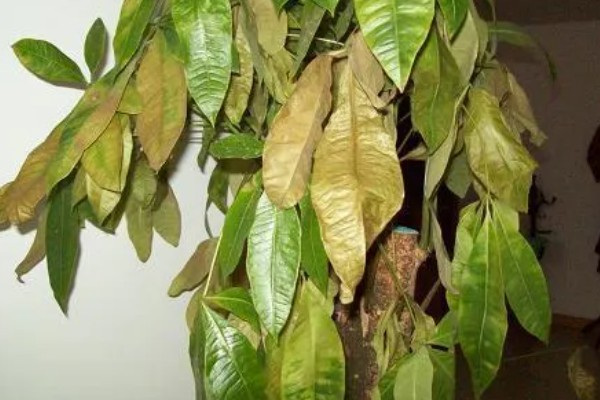 发财树受冻后能不能恢复，根系没有大面积冻伤便可存活