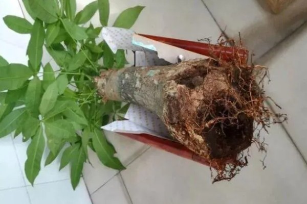 发财树受冻后能不能恢复，根系没有大面积冻伤便可存活