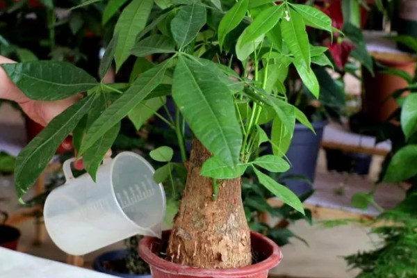 发财树受冻后能不能恢复，根系没有大面积冻伤便可存活