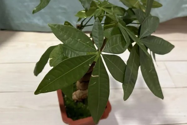 发财树受冻后能不能恢复，根系没有大面积冻伤便可存活