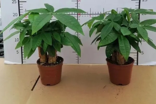 发财树受冻后能不能恢复，根系没有大面积冻伤便可存活