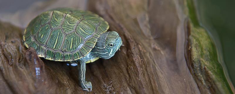 巴西龟认识主人吗，巴西龟认识主人