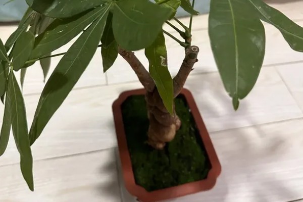 发财树受冻后能不能恢复，根系没有大面积冻伤便可存活