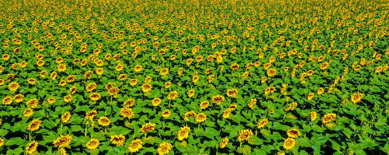 向日葵褐斑病如何防治,可农业防治也可化学防治