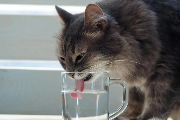 猫为何会睁着眼睛睡觉,可能是没有安全感、患有眼部疾病等因素所致