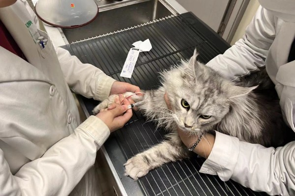 猫为何会睁着眼睛睡觉,可能是没有安全感、患有眼部疾病等因素所致