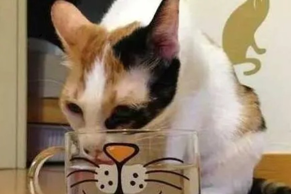 猫为何会睁着眼睛睡觉,可能是没有安全感、患有眼部疾病等因素所致