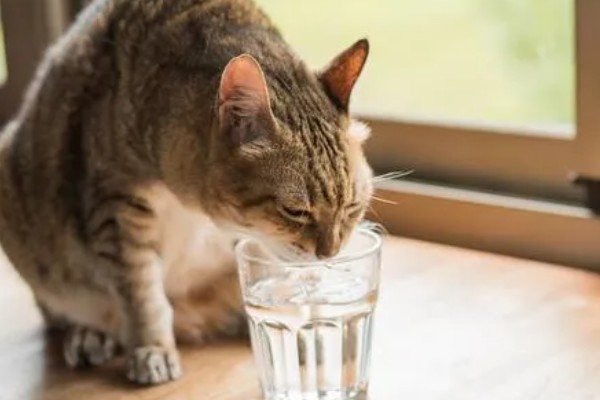 猫为何会睁着眼睛睡觉,可能是没有安全感、患有眼部疾病等因素所致