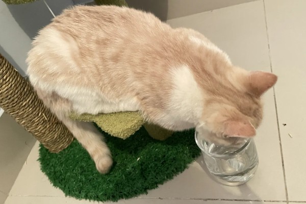 猫为何会睁着眼睛睡觉,可能是没有安全感、患有眼部疾病等因素所致