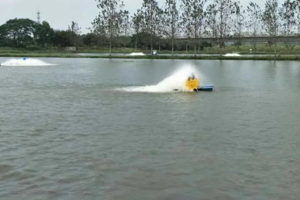 养虾的注意事项，根据技术条件合理放养虾苗