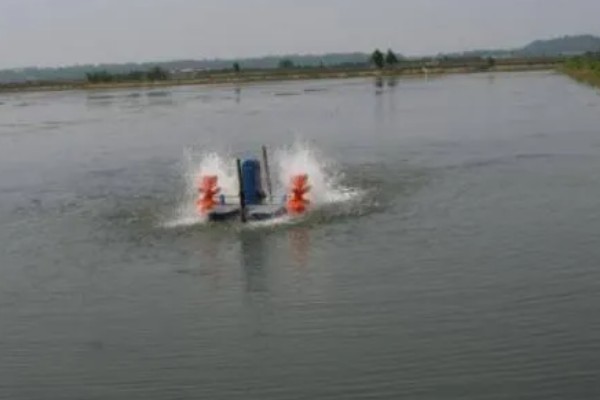 养虾的注意事项，根据技术条件合理放养虾苗