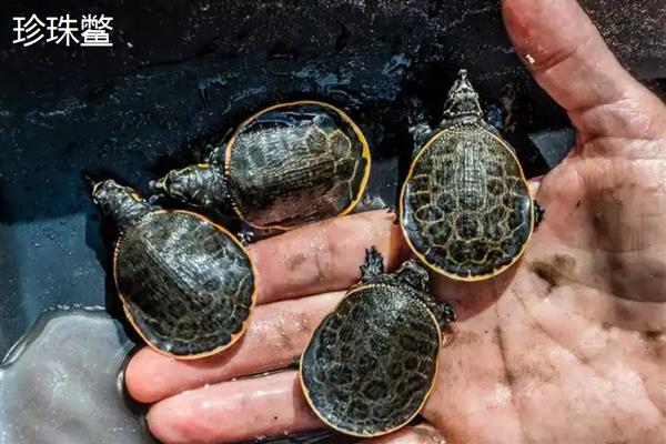 珍珠鳖与中华鳖有什么区别，体型、外形、生长速度都不同
